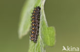 Bosparelmoervlinder (Melitaea athalia)