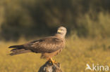 Black Kite (Milvus migrans)