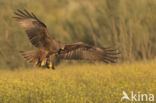 Zwarte Wouw (Milvus migrans)