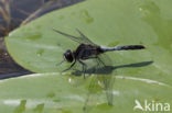 Sierlijke witsnuitlibel (Leucorrhinia caudalis)