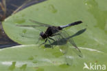 Sierlijke witsnuitlibel (Leucorrhinia caudalis)