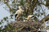 Ooievaar (Ciconia ciconia)