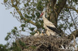 Ooievaar (Ciconia ciconia)