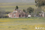 White Stork (Ciconia ciconia)