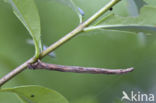 Zwartvlekspikkelspanner (Menophra abruptaria)
