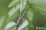 Zwartvlekspikkelspanner (Menophra abruptaria)