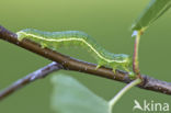 Oranje berkenspanner (Archiearis parthenias)