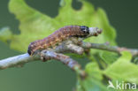 Kleine voorjaarsuil (Orthosia cruda)