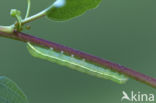 Clouded Drab (Orthosia incerta)