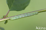 Variabele voorjaarsuil (Orthosia incerta)