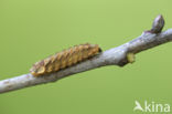 Purple Hairstreak (Neozephyrus quercus)