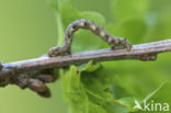 Grote voorjaarsspanner (Agriopis marginaria)