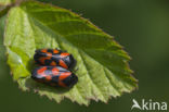 Froghopper (Cercopis vulnerata)