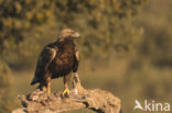 Golden Eagle (Aquila chrysaetos)