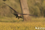 Black Kite (Milvus migrans)