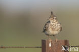 Crested Lark (Galerida cristata)