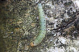 Lente-orvlinder (Achlya flavicornis)