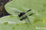 Sierlijke witsnuitlibel (Leucorrhinia caudalis)