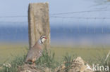 Red-legged Partridge (Alectoris rufa)