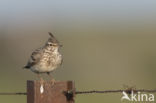 Crested Lark (Galerida cristata)