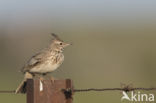 Crested Lark (Galerida cristata)