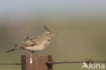 Crested Lark (Galerida cristata)