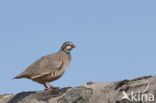 Red-legged Partridge (Alectoris rufa)