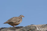 Red-legged Partridge (Alectoris rufa)