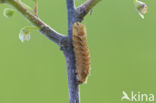 Purple Hairstreak (Neozephyrus quercus)