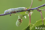 Lente-orvlinder (Achlya flavicornis)