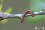 Eikenlichtmot (Phycita roborella)