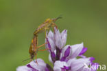 carpocoris purpureipennis