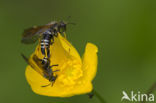 bladwesp (tenthredo koehleri)