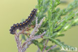 Streepkokerbeertje (Eilema complana)