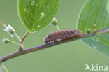 Purple Hairstreak (Neozephyrus quercus)