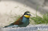 Rainbow Bee-eater (Merops ornatus)