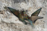 Rainbow Bee-eater (Merops ornatus)