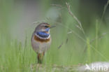 Red-spotted Bluethroat (Luscinia svecica svecica)