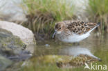 Kleine Strandloper (Calidris minuta)