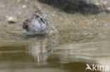 Kleine Strandloper (Calidris minuta)