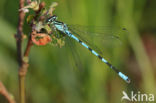 Speerwaterjuffer (Coenagrion hastulatum)