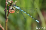 Speerwaterjuffer (Coenagrion hastulatum)