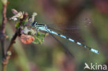 Speerwaterjuffer (Coenagrion hastulatum)