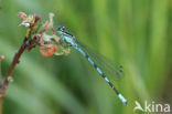 Speerwaterjuffer (Coenagrion hastulatum)