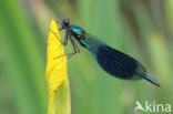 Banded Demoiselle (Calopteryx splendens)