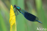 Weidebeekjuffer (Calopteryx splendens)