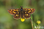 Bont dikkopje (Carterocephalus palaemon)