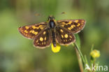 Bont dikkopje (Carterocephalus palaemon)