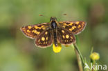 Bont dikkopje (Carterocephalus palaemon)