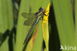 Hairy Dragonfly (Brachytron pratense)